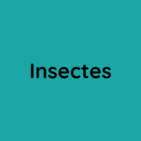 Insectes